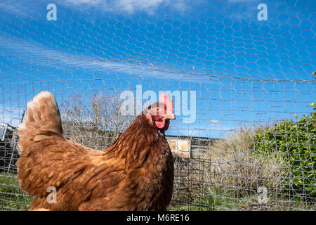 Llansaint, Carmarthenshire, Pays de Galles, Royaume-Uni. 6 mars, 2018. Météo France : Backyarden jardin poules poulet après avoir enduré des conditions de gel récent dehors au soleil. Aujourd'hui au soleil, avec des températures de printemps, plus les conditions de 7 degrés centigrades au village de Llansaint,Carmarthenshire, Pays de Galles U.K.les poules sont Warren Brown et blanc race est une lumière Sussex.Partie d'un petit rassemblement d'oiseaux 7.Modèle et intellectuelle a annoncé que les oiseaux sont ma propriété, comme c'est le jardin. Crédit : Paul Quayle/Alamy Live News Banque D'Images