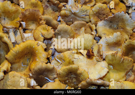 Seattle, Washington. Pike Place Market. Chanterelles sur l'affichage sur le marché. Banque D'Images