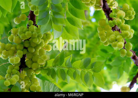 Phyllanthus acidus star ou groseille sur arbre. Banque D'Images