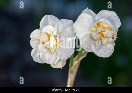 'Bonne humeur' Narcisse Double groupe, Dubbel påsklilja (Narcissus) Banque D'Images