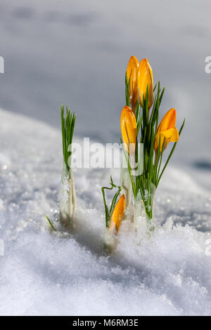 Vårkrokus au printemps, crocus (Crocus vernus) Banque D'Images