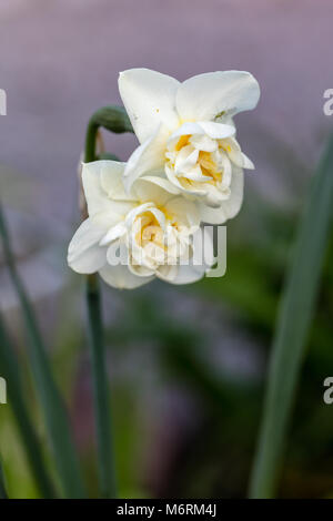 'Bonne humeur' Narcisse Double groupe, Dubbel påsklilja (Narcissus) Banque D'Images