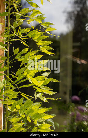 'Prolific', Chinois (Mandarin) blåregn glycine de Chine (Wisteria sinensis) Banque D'Images