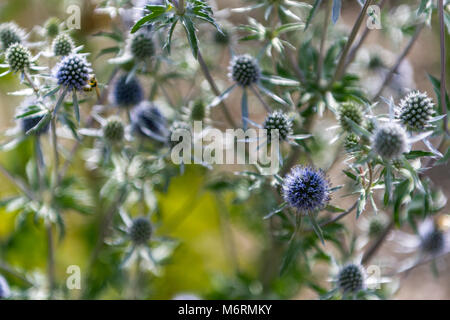 Eryngo bleu connu sous le nom de mer plate holly ou Eryngium planum Banque D'Images