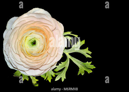 Belle rose pâle unique ranunculus fleur avec des feuilles vertes close up, isolé sur fond noir avec un espace réservé au texte - détail élégant pour votre f Banque D'Images