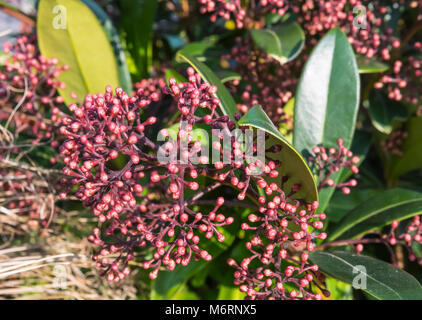 Skimmia japonica 'Rubella' arbuste (skimmia japonais) croissant en hiver au Royaume-Uni. Banque D'Images