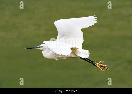 Les oiseaux l'Aigrette garzette (Egretta garzetta), volant au-dessus de la terre par un hiver très froid journée dans le West Sussex, Angleterre, Royaume-Uni. Banque D'Images