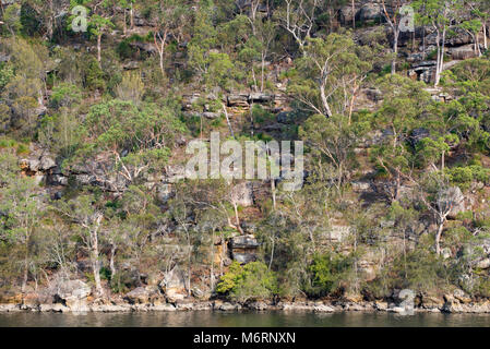 Eucalyptus (GUM) arbres sur une colline dans le parc national Kuring-gai près de Bobbin Head au nord de Sydney NSW, Australie Banque D'Images