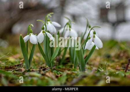 Libre d'une bande de fleurs dans un jardin snowdrop (galanthis) tôt au printemps Banque D'Images