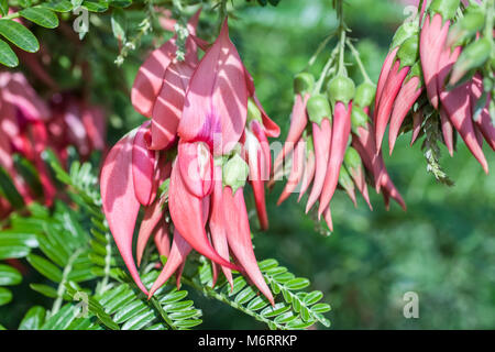 Clianthus puniceus - Parrot's bill Banque D'Images