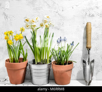 Fleurs en pots prêts à la transplantation Banque D'Images