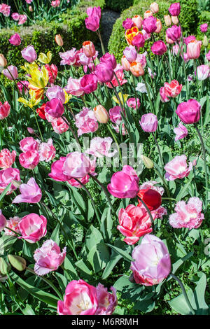 De plus en plus de variétés de tulipes parterre au printemps Banque D'Images