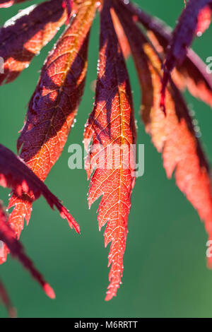 Acer palmatum 'Trompenburg' - feuilles émergentes Banque D'Images