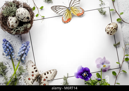 Nid avec des oeufs de caille,Papillon et fleur de printemps sur carte vierge Banque D'Images