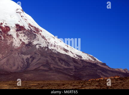 Vigognes sur volcano Chimborazo, Équateur Banque D'Images