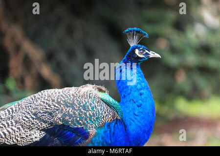 Peacock, paons mâle () de l'ampleur et l'ouverture de ses plumes pour un plein écran en plumes dans un parc Banque D'Images