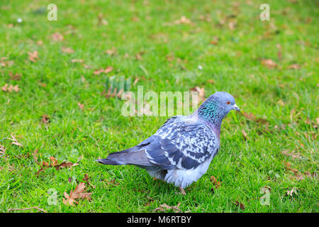 Ou le pigeon le pigeon biset (Columba livia), feral, waling dans l'herbe, Royaume-Uni, Europe Banque D'Images