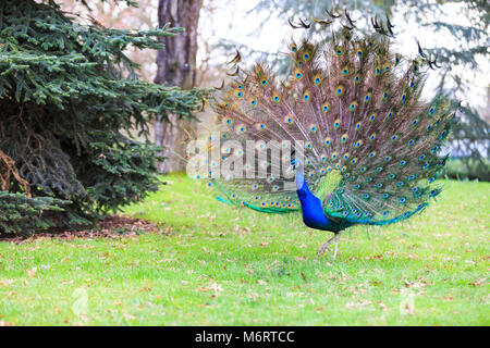 Peacock, paons mâle () de l'ampleur et l'ouverture de ses plumes pour un plein écran en plumes dans un parc Banque D'Images