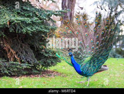 Peacock, peafhibou bleu mâle (pavo cristatus) plein affichage de plumes dans un parc Banque D'Images