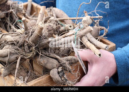 Les tubercules de Dahlia pris hors de l'hiver, vérifiez la présence d'rot avant de démarrer au printemps par les hommes de jardinier, UK Banque D'Images