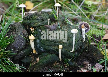 Magic Mushroom, aussi appelé le halfglobe, champignons Psilocybe semiglobata Banque D'Images