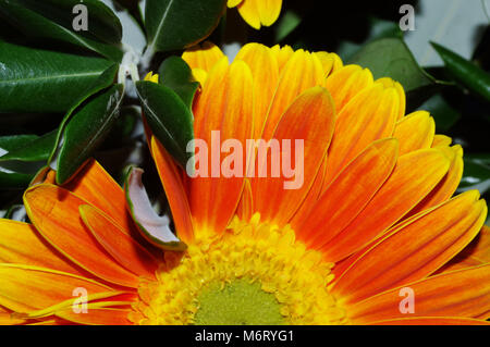 Gerber daisy (Gerbera jamesonii) close-up Banque D'Images