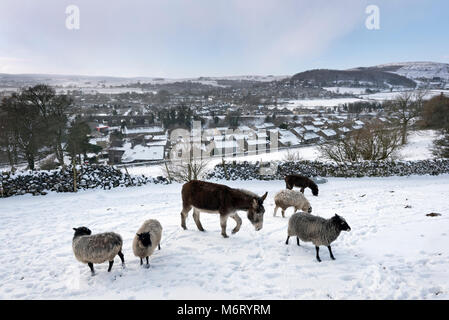 Neige à régler, Yorkshire du Nord, mars 2018. Au-dessus de la ville un âne et des moutons atempt de paître dans les conditions hivernales extrêmes. Banque D'Images