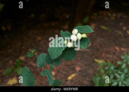 Symphoricarpos albus Banque D'Images
