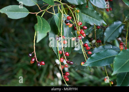 Prunus lusitanica Banque D'Images