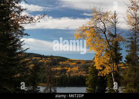 Aspen Trees in autumn, William A. Switzer Provincial Park, Alberta, Canada Banque D'Images