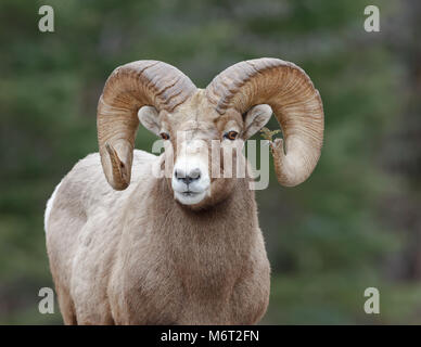 Peut-être le plus intéressant mountain sheep ram j'ai eu le plaisir de photographier. La direction générale de l'institut Tamarack coincé dans sa corne était une trouvaille. Banque D'Images