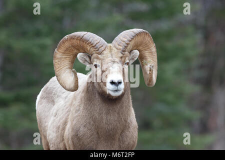 Le mouflon de montagne avec pine branch coincé dans une corne et forrest background Banque D'Images