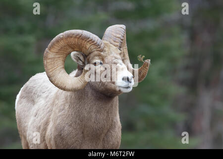 Le mouflon de montagne avec pine branch coincé dans une corne et forrest background Banque D'Images