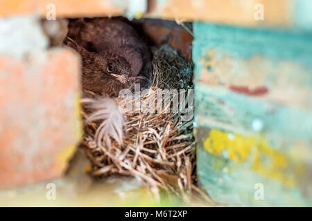 Les oisillons de Phoenicurus ochruros in nest Banque D'Images