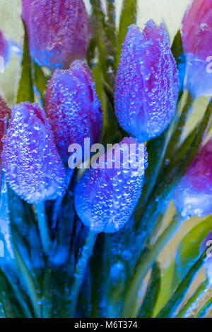 Bande décorative de tulipes dans la glace Banque D'Images