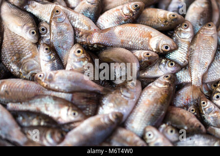 Poisson frais au marché du frais ou du poisson refroidi de supermarché Banque D'Images