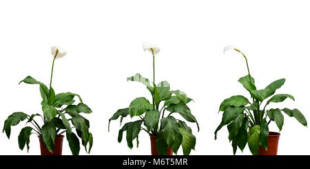 Ensemble de belle plante Spathiphyllum blanc avec des feuilles vertes en cache-pot isolés dans la lumière du soleil sur le fond blanc. Banque D'Images