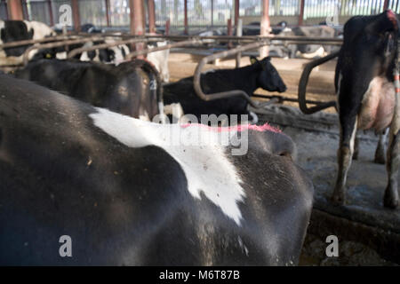 Craie utilisé comme l'aide de détection de chaleur avec vaches laitières Holstein sur une ferme dans le Nord de l'Angleterre, Royaume-Uni Banque D'Images