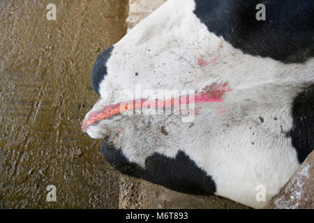 Les marques de craie utilisé comme l'aide de détection de chaleur avec vaches laitières Holstein sur une ferme dans le Nord de l'Angleterre, Royaume-Uni Banque D'Images