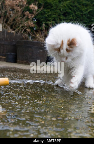 Van Turc Blanc Duveteux Chat Jouant Avec De L Eau Photo Stock Alamy