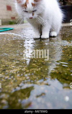 Van turc white fluffy cat regardant son reflet dans une flaque d'eau Banque D'Images