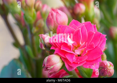 Close-up colorful petites fleurs roses de Kalanchoe. Banque D'Images