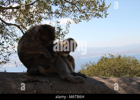 Famille de Macaques de Barbarie chaque toilettage autres à Gibraltar avec vue sur la baie. Banque D'Images