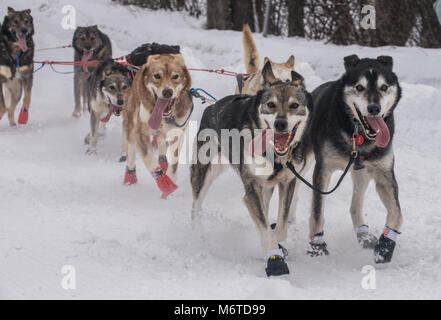 Soixante-sept chiens chassés de la 46th Annual Iditarod Trail Sled Dog Race avec un 11-mile de début de cérémonie grâce à Anchorage, Alaska, le 3 mars 2018. "La dernière grande course sur terre" jette 1 000 milles de l'Alaska des chaînes de montagnes déchiquetées, rivières gelées, forêts denses, désert, toundra et balayées par des kilomètres de côte au mushers et leurs équipes car elles fixent leurs yeux sur la ligne d'arrivée à Nome, sur la côte de la mer de Béring. (U.S. Photo de l'Armée de l'air par la Haute Airman Curt Beach) Banque D'Images