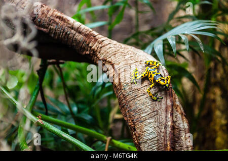 Dendrobates leucomelas (poison à tête jaune grenouille) Banque D'Images