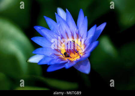 Fleur de Lotus Bleu Banque D'Images