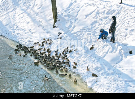 L'alimentation de l'enfant canards sur la rivière en hiver Banque D'Images