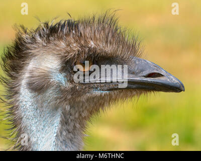 Emu Dromaius novaehollandiae portrait Banque D'Images