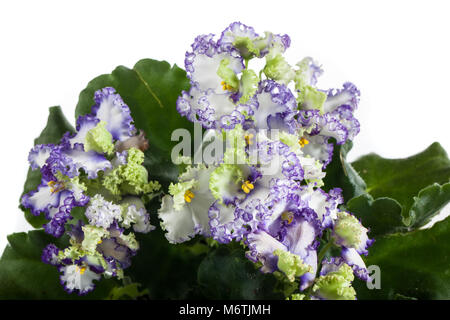 La violette africaine (Saintpaulia ionantha Saintpaulia,) Banque D'Images