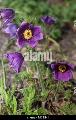 Pasque flower, Backsippa, (Pulsatilla vulgaris) Banque D'Images